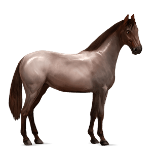 jahalni konj nizozemski toplokrvni (kwpn) rdečkasto siva