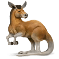 divji konj kenguru