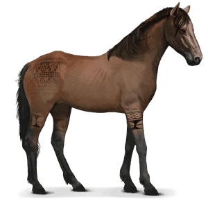 divji konj namibijski konj