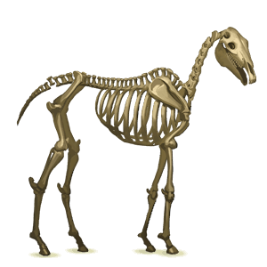 pegaz poni okostnjak