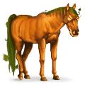 samorog poni buča