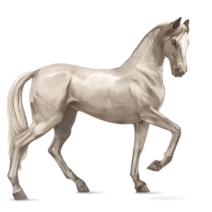 poni fjord brunblakk