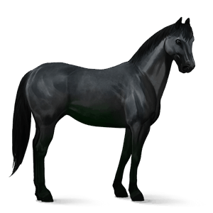 poni novofundlandski poni pikasto siva