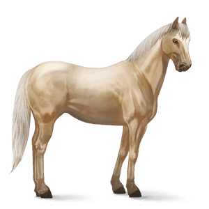 jahalni konj nizozemski toplokrvni (kwpn) Češnjevo rdečkasto rjava