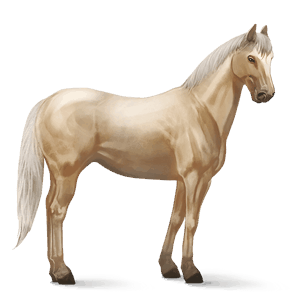 jahalni konj argentinski criollo palomino