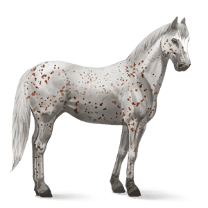 jahalni konj appaloosa kostanjeva z leopardjim vzorcem 