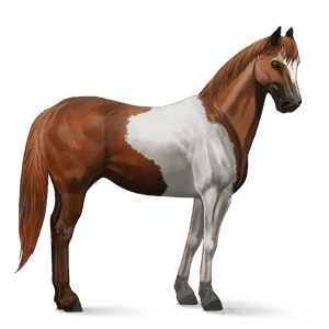 jahalni konj gypsy vanner kostanjeva tobiano