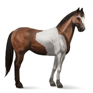jahalni konj rdečkasto rjava z belim pikčastim zadkom 