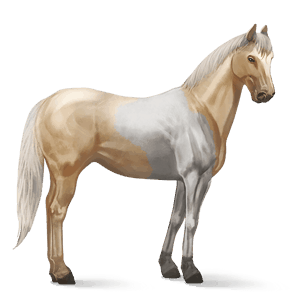 jahalni konj nemški saddle konj temno rdečkasto rjava
