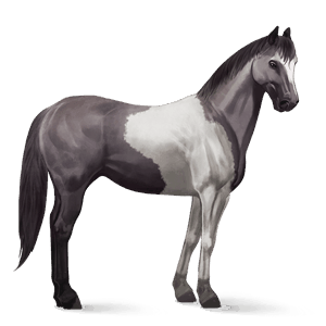 jahalni konj tennessee walker Črna