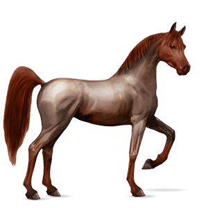 jahalni konj tennessee walker temno rdečkasto rjava