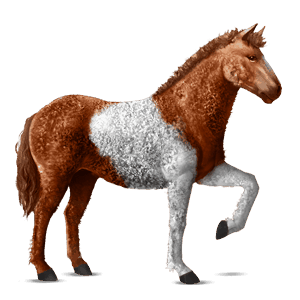 jahalni konj temno rdečkasto rjava