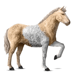 jahalni konj curly konj palomino tobiano
