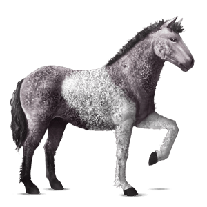poni new forest rdečkasto rjava
