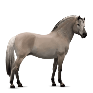 poni Šetland palomino tobiano