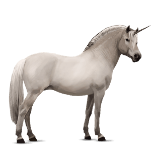 samorog poni fjord ulsblakk