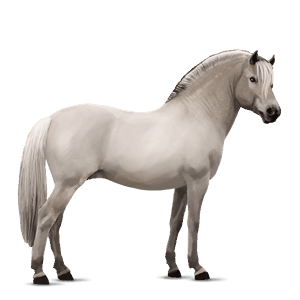 poni Šetland Črna tobiano