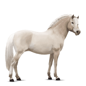 poni highlandski poni mišje siva