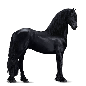 jahalni konj frizijec Črna