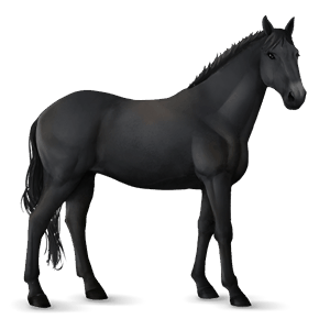 jahalni konj appaloosa kostanjeva z leopardjim vzorcem 
