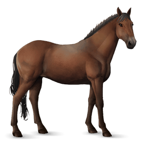 jahalni konj tennessee walker temno rdečkasto rjava