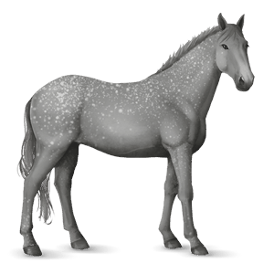 jahalni konj gypsy vanner mišje siva tobiano