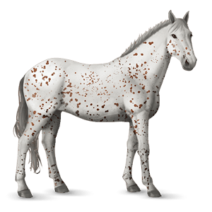 jahalni konj gypsy vanner temno rdečkasto rjava tobiano