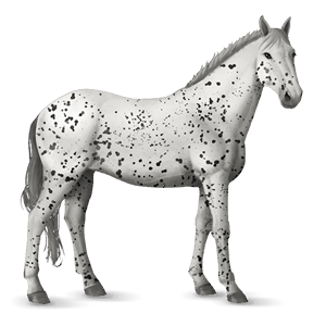 jahalni konj sivo rjava