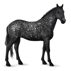 poni new forest rdečkasto siva