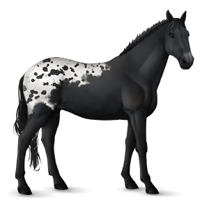 jahalni konj argentinski criollo temno rdečkasto rjava