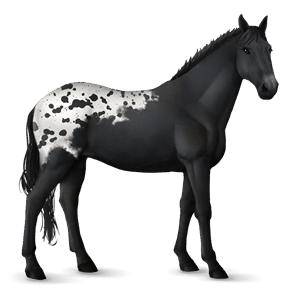 jahalni konj tennessee walker Črna