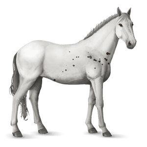jahalni konj tennessee walker Črna