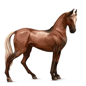 jahalni konj gypsy vanner kostanjeva tobiano