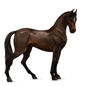 jahalni konj gypsy vanner kostanjeva tobiano