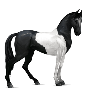 jahalni konj gypsy vanner kostanjeva tobiano