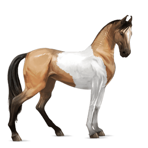 jahalni konj camargue Črna