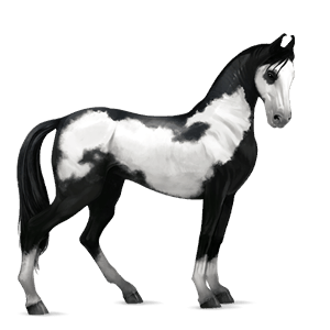 jahalni konj tennessee walker Črna