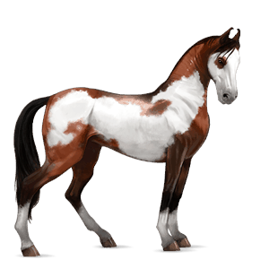 jahalni konj gypsy vanner rdečkasto rjava tobiano
