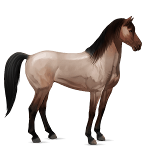 jahalni konj gypsy vanner temno rdečkasto rjava tobiano