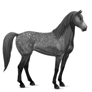 jahalni konj camargue pikasto siva