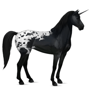 samorog za jezdenje gypsy vanner Črna tobiano