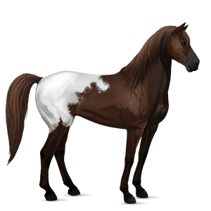 jahalni konj temno rdečkasto rjava