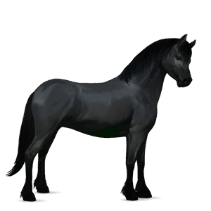 poni Šetland Črna
