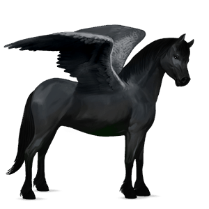 pegaz poni Šetland Črna
