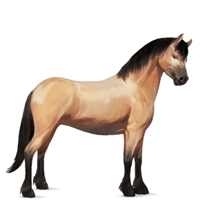 poni Šetland rdečkasto siva
