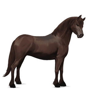 poni welški Črna