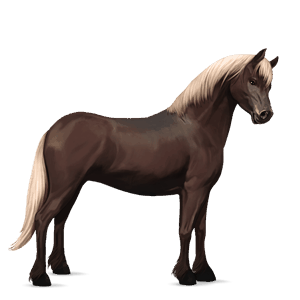 poni Šetland Črna tobiano