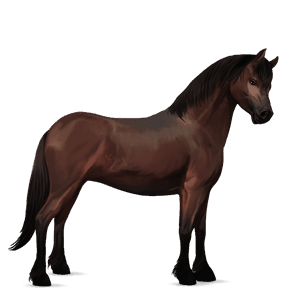 poni novofundlandski poni temno rdečkasto rjava