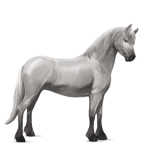 poni Šetland svetlo siva