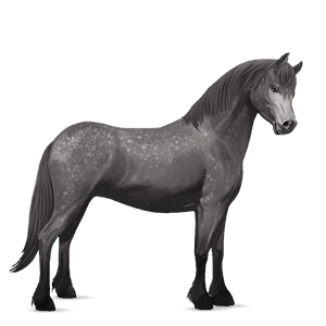 poni fjord brunblakk